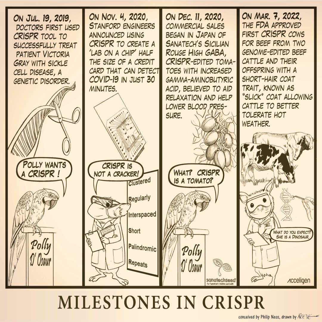 Cartoon: Milestones in CRISPR, Panel 4 of 4, Conceived by Phil Ness, drawn by Reeve, 2023.
