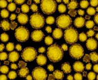 Coronavirus, Transmission Electron Microscope, NIAIDs